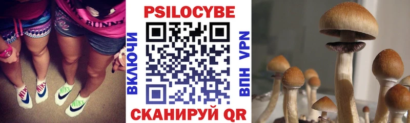 закладка Полевской Галлюциногенные грибы Psilocybine cubensis